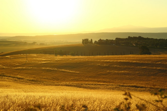 grano-tuscia-003