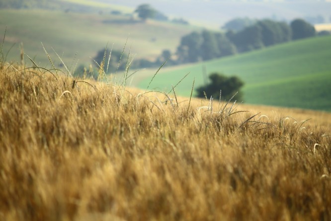 grano-tuscia-004