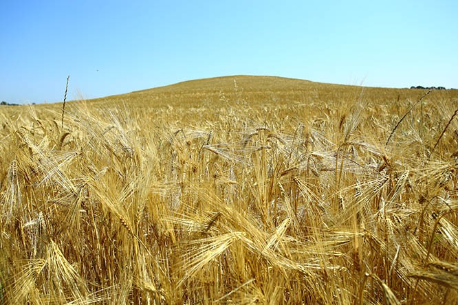 orzo della Tuscia