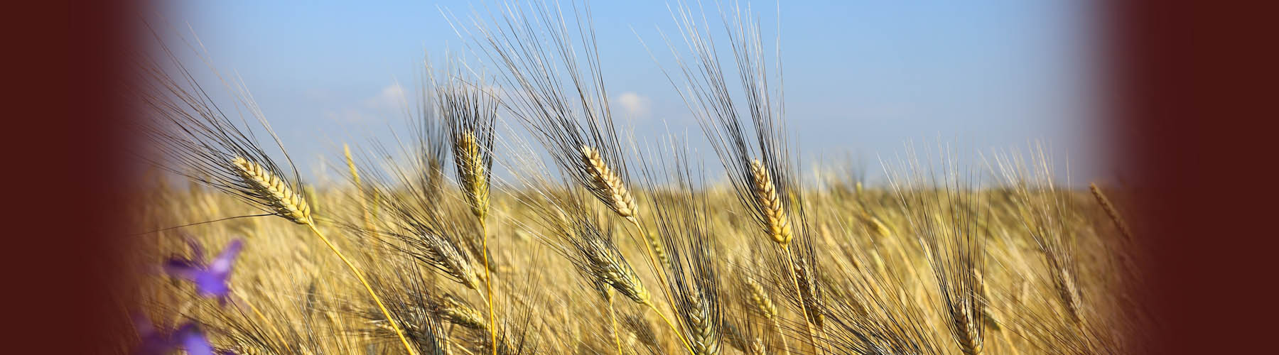 Tuscia: terra di grano