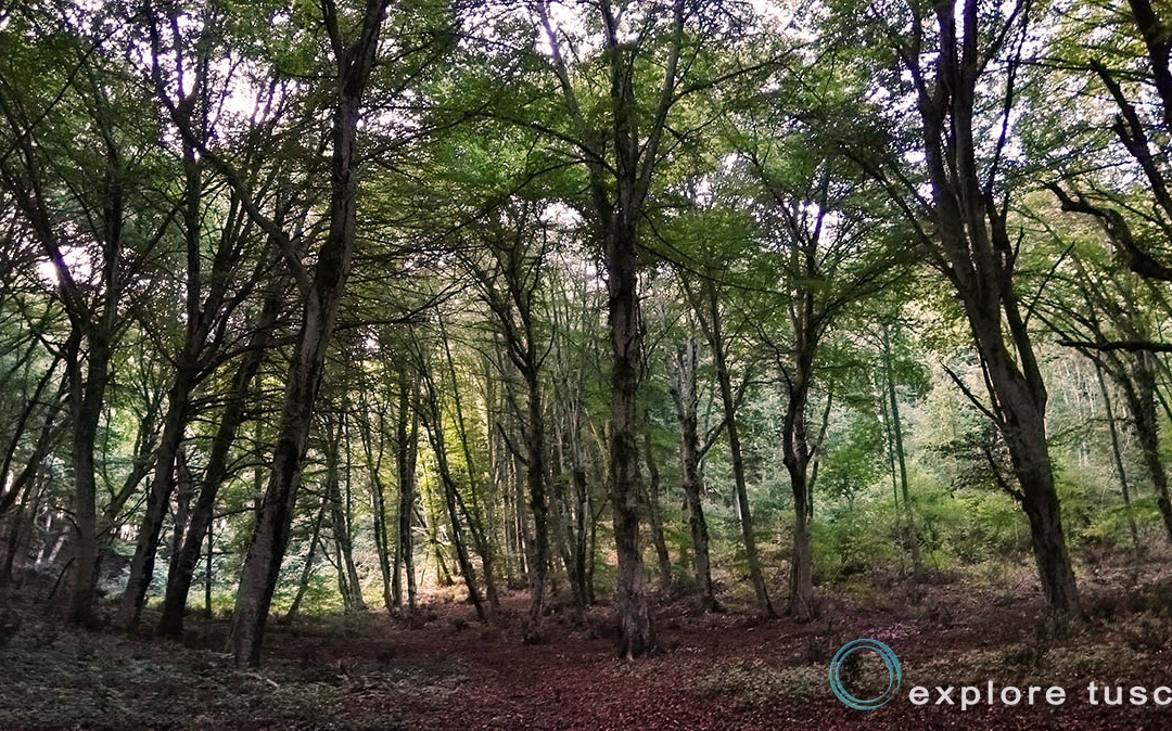 La Faggeta