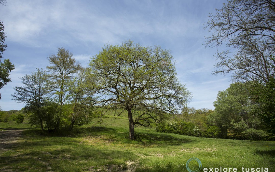 Quercia di Primavera