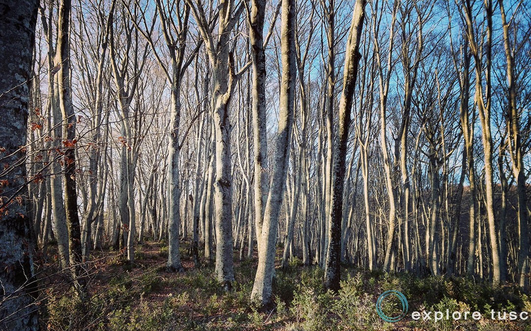 Il Bosco Magico