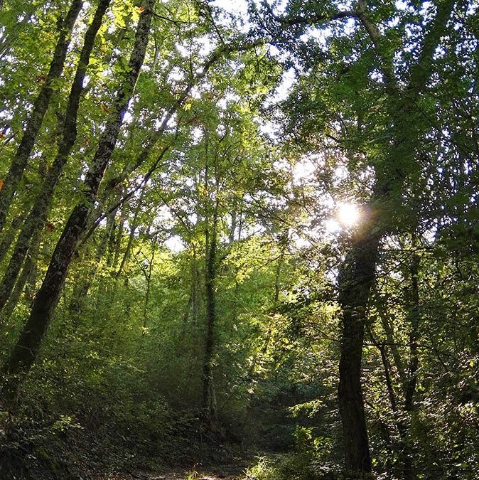 Foresta