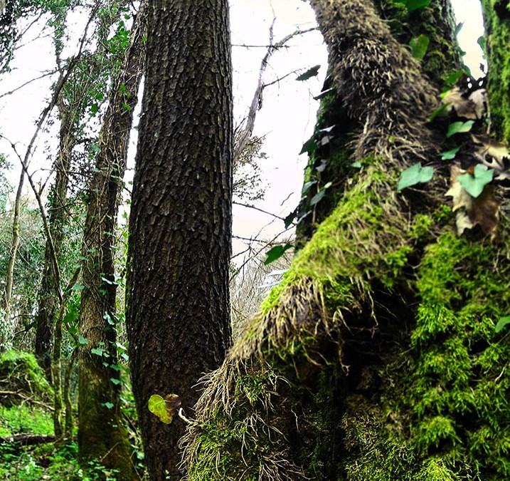 Foresta