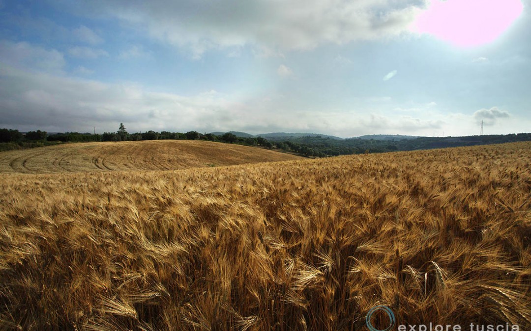 Ricordi d’Estate – Campo di Grano