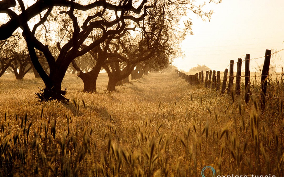 Il Grano e l’Ulivo