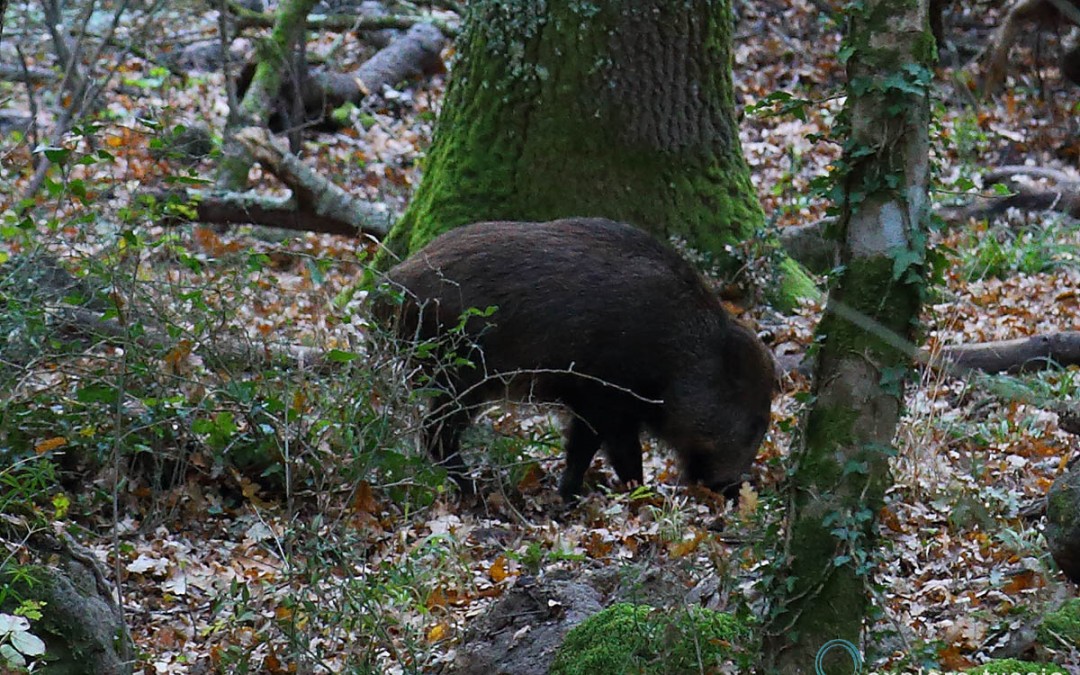 Il Cinghiale – sempre un bel incontro