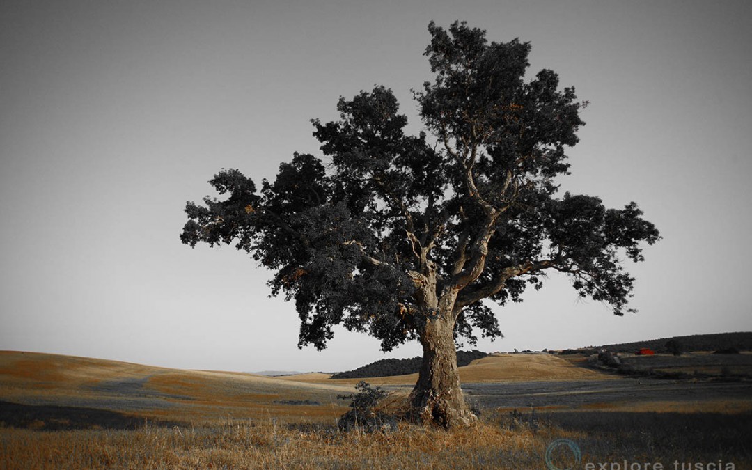 albero-solitario
