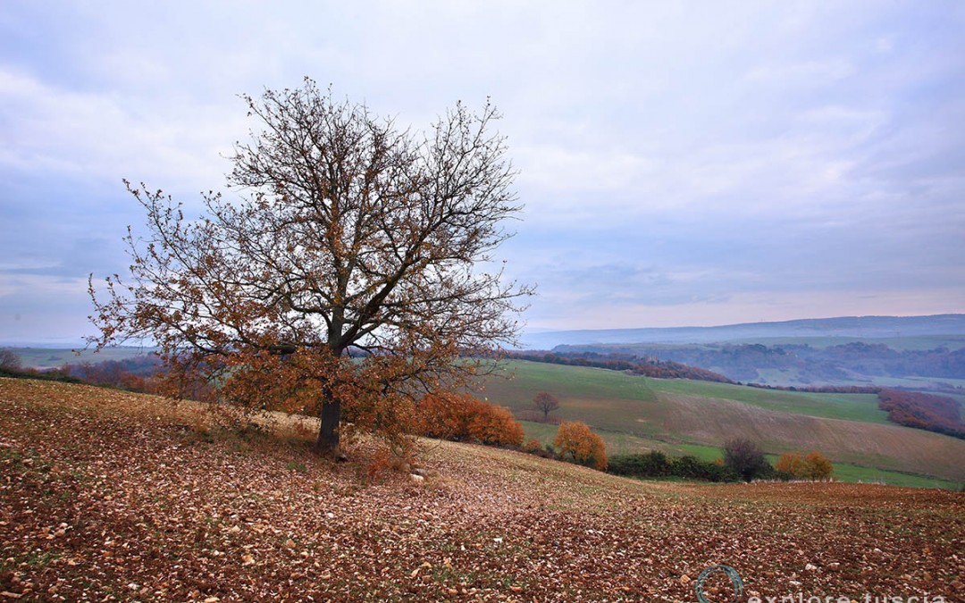 Albero Solitario