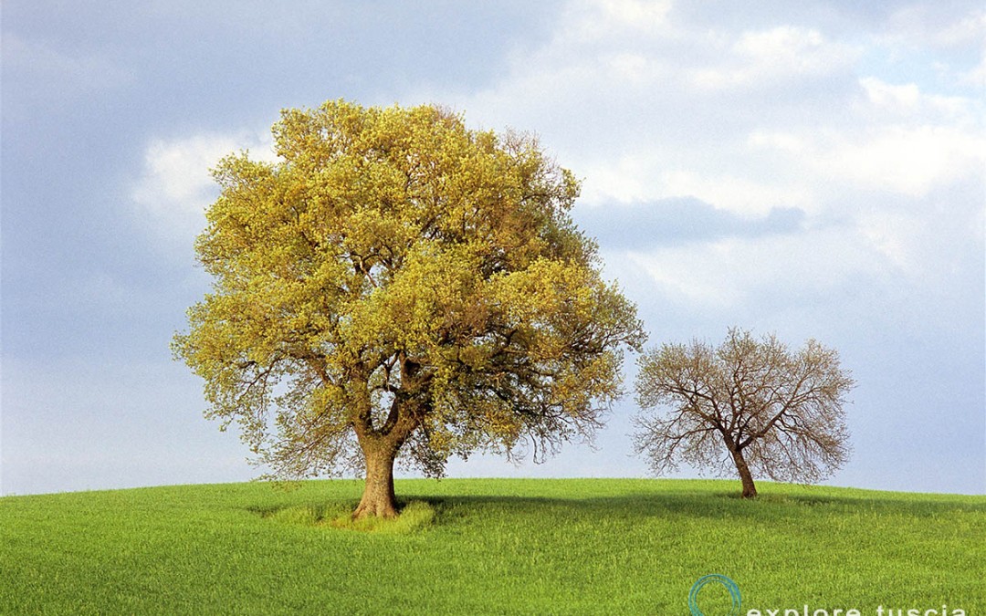 Alberi Solitari