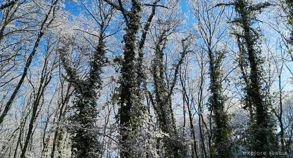 Boschi innevati