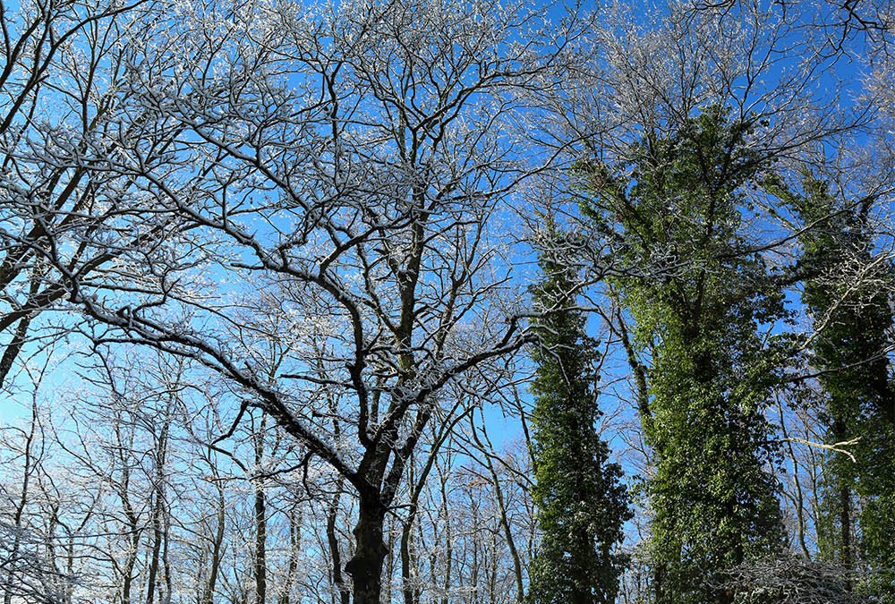 Foresta Incantata