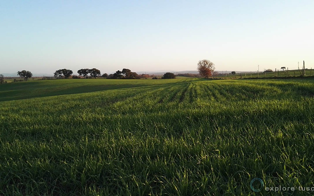 Paesaggi Rurali della Tuscia – Tuscania