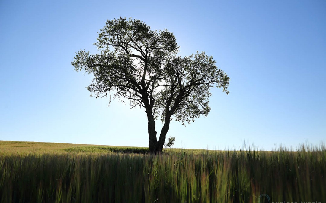 Albero di Luce