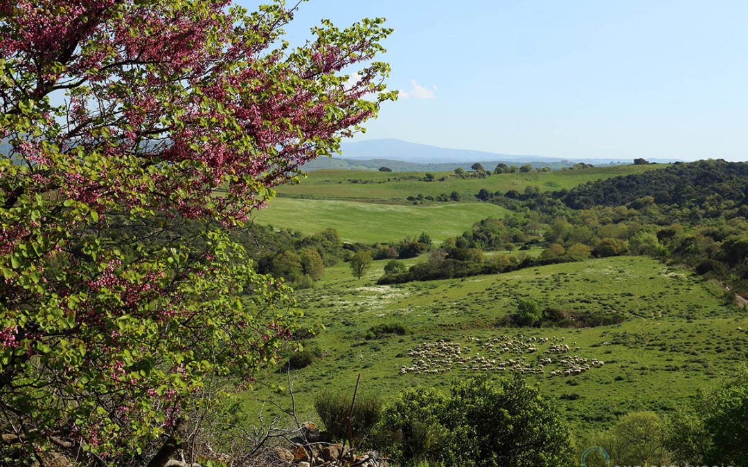 Cencelle – paesaggio ampio