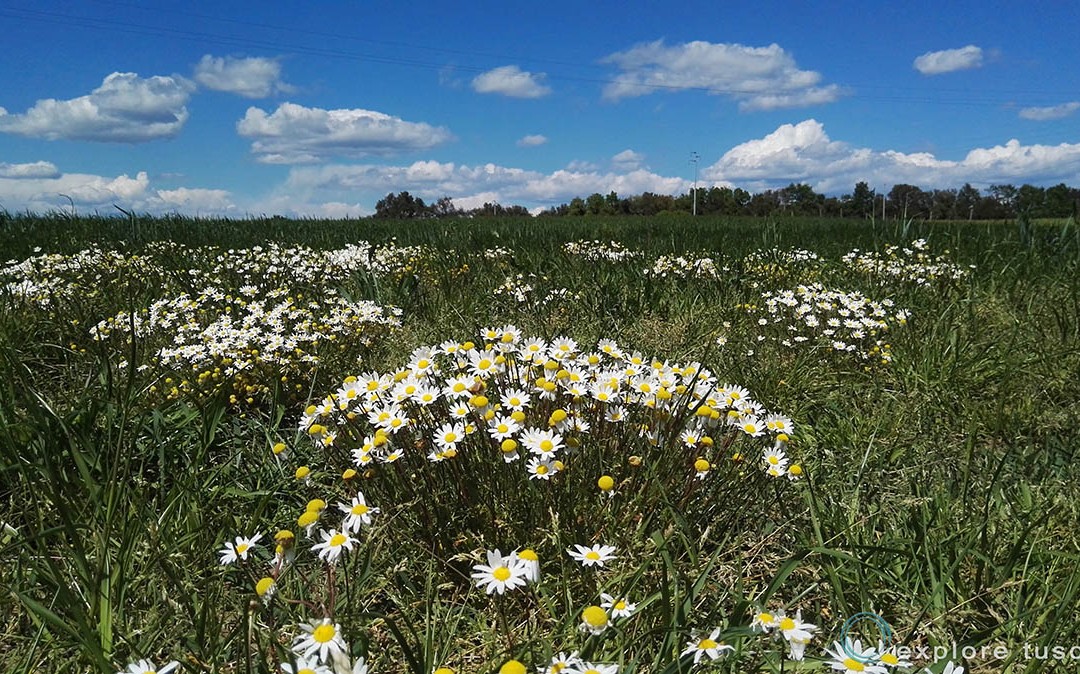 La primavera!
