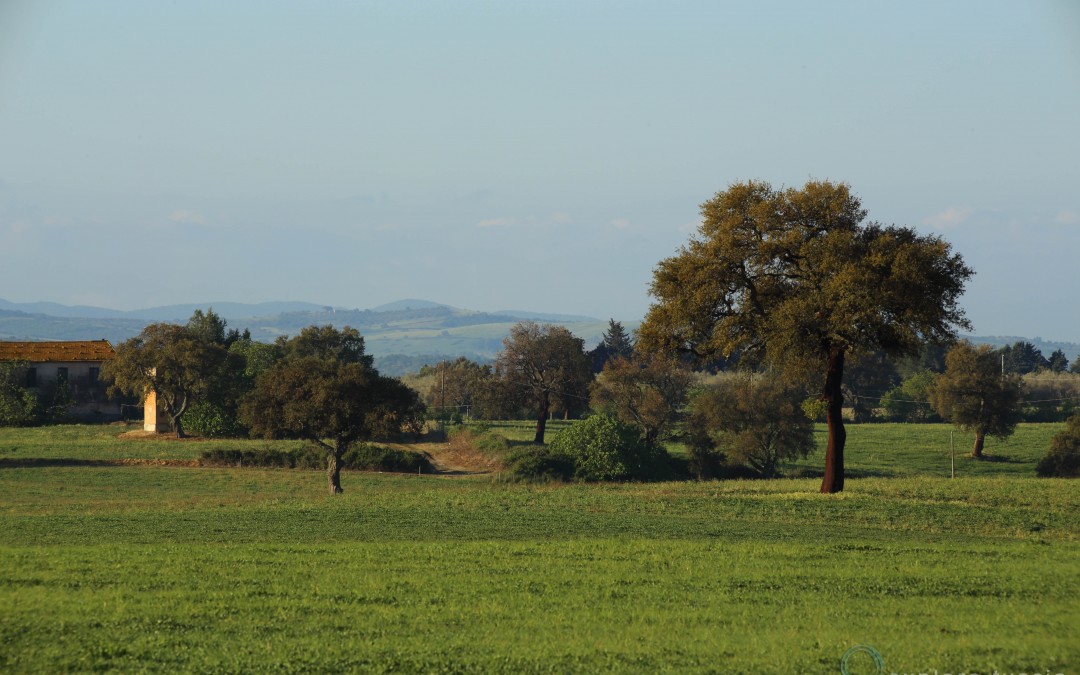 Il Sughereto Magico