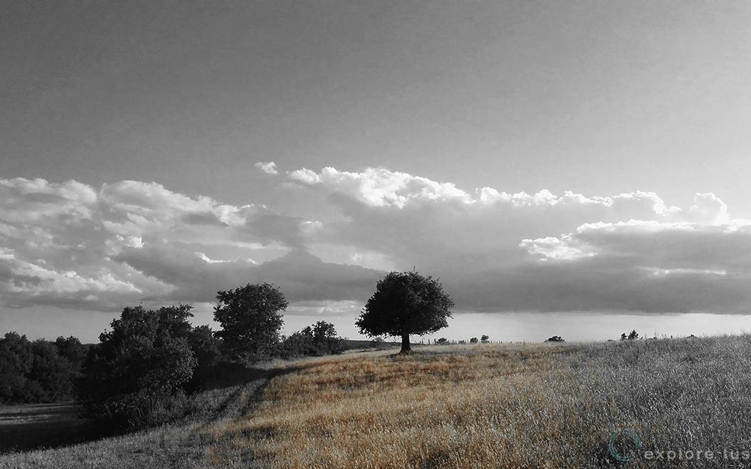Albero Solitario – Incertezze
