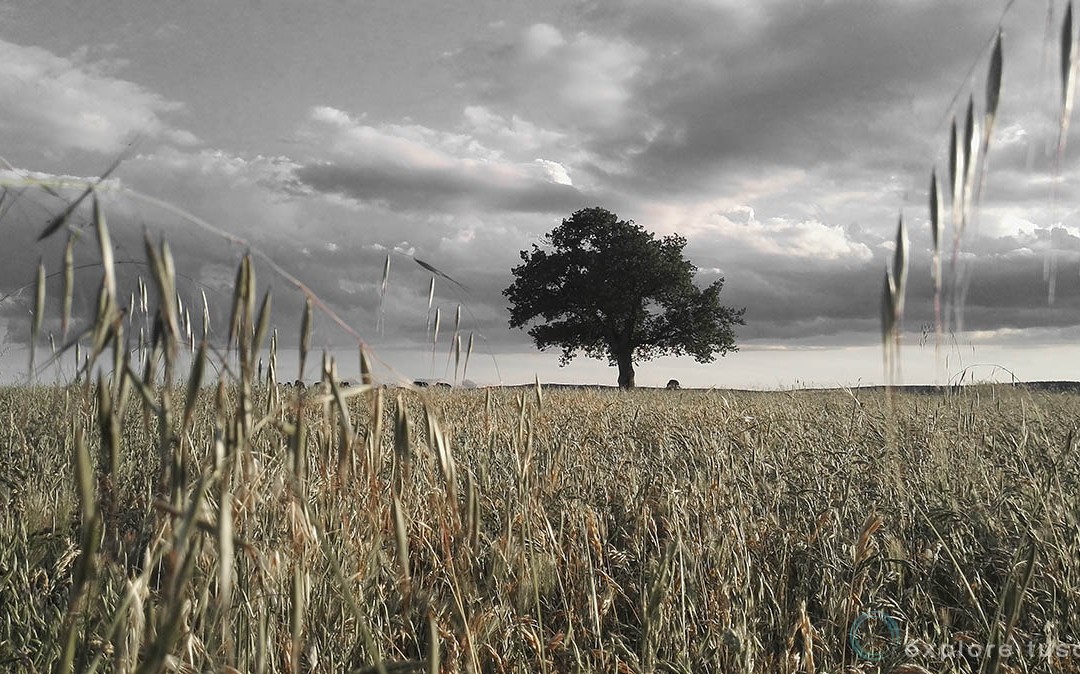 Albero Solitario – certezze