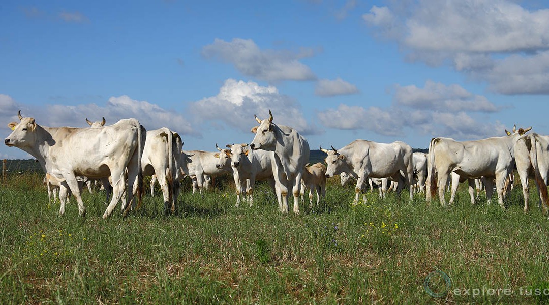 La Chianina come si deve