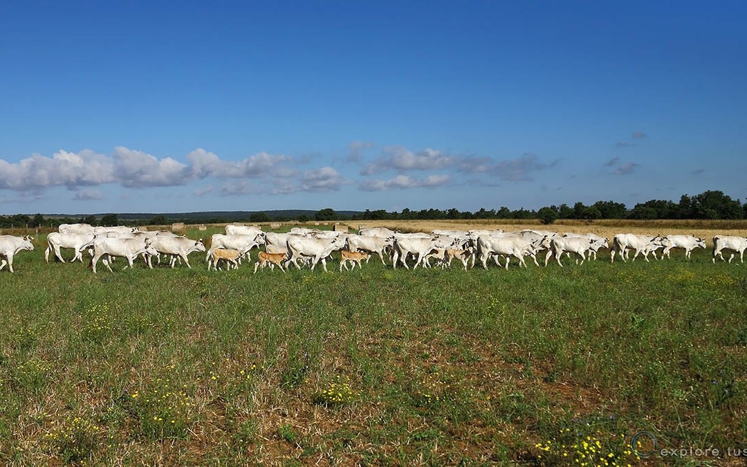 La chianina all’aperto.