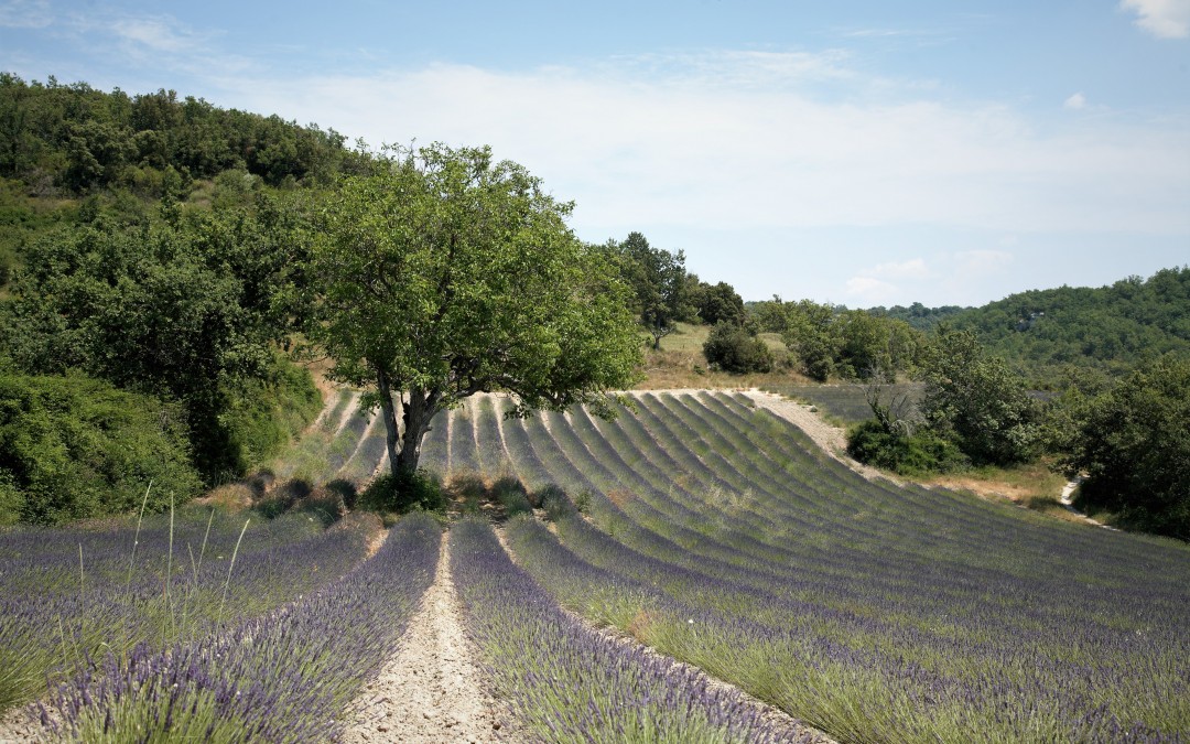 Lavanda per la Tuscia