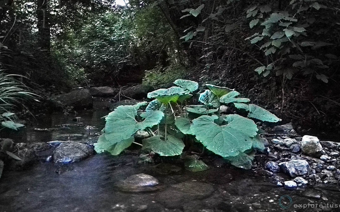 Petasites nel bosco