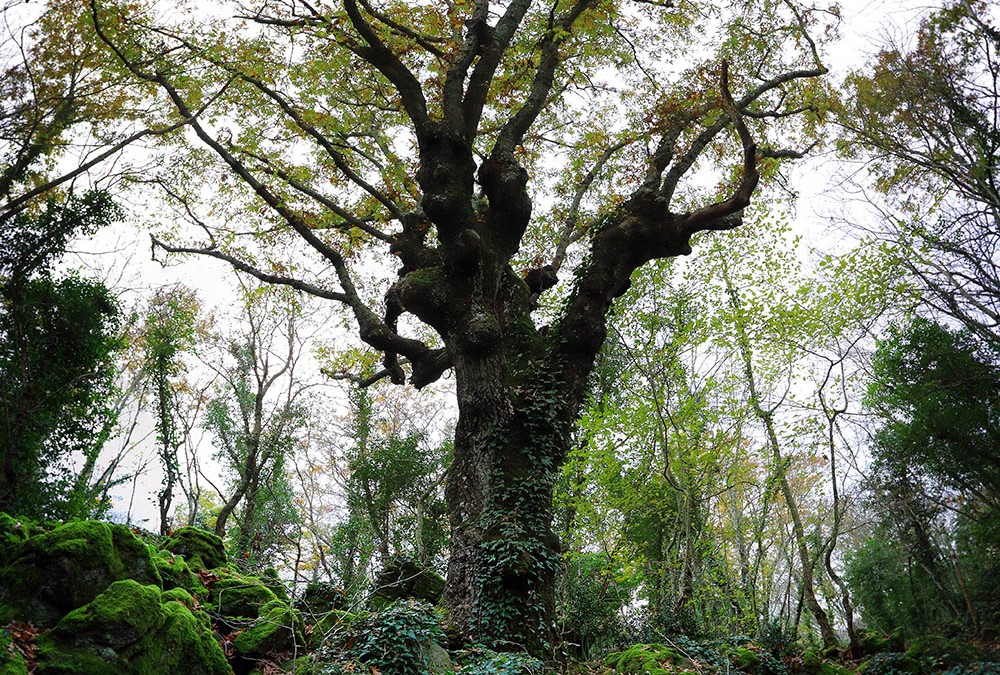 La selva del Lamone -quercie secolari