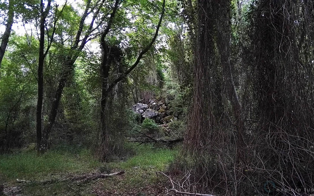 La Selva Magica