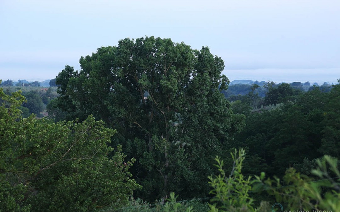 Coperta di Foresta