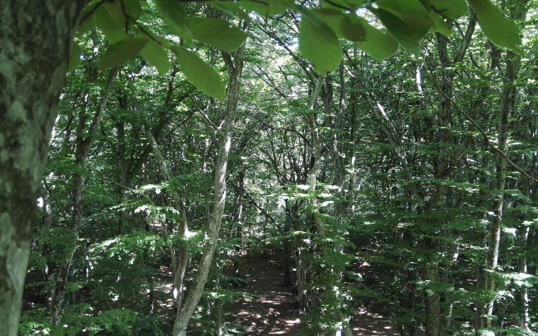 Faggeta canopea