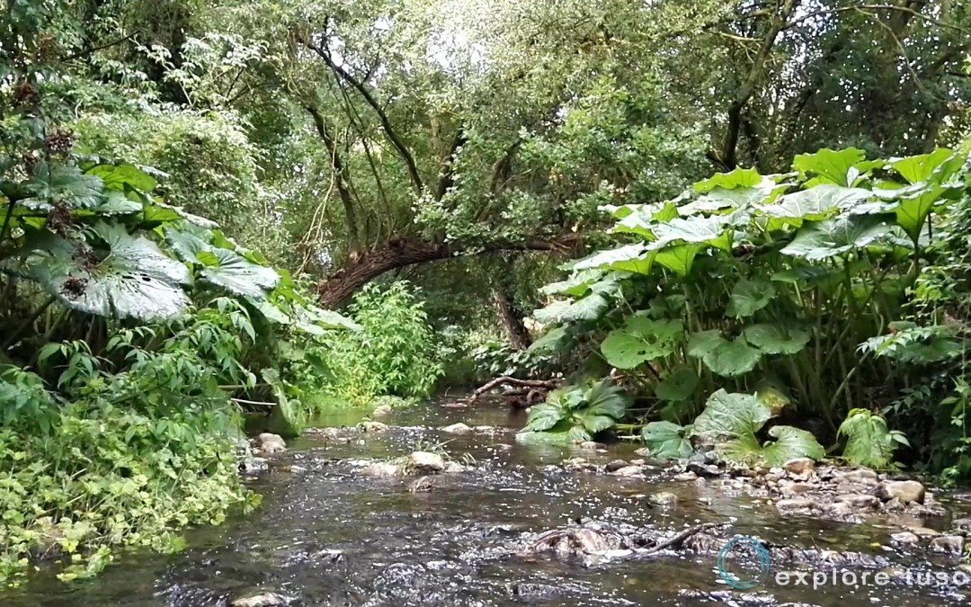 Petasites
