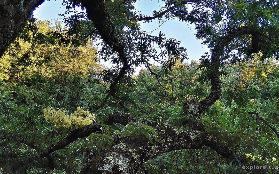 21. Le Querce Secolari nella Faggeta.