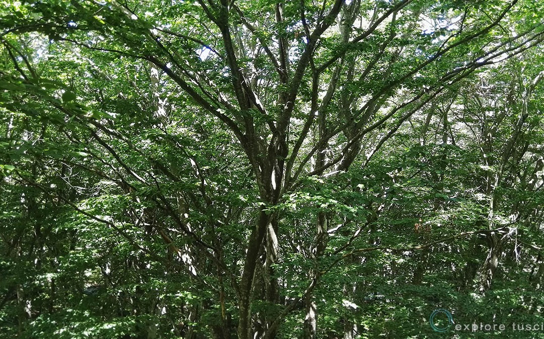 Canopea within