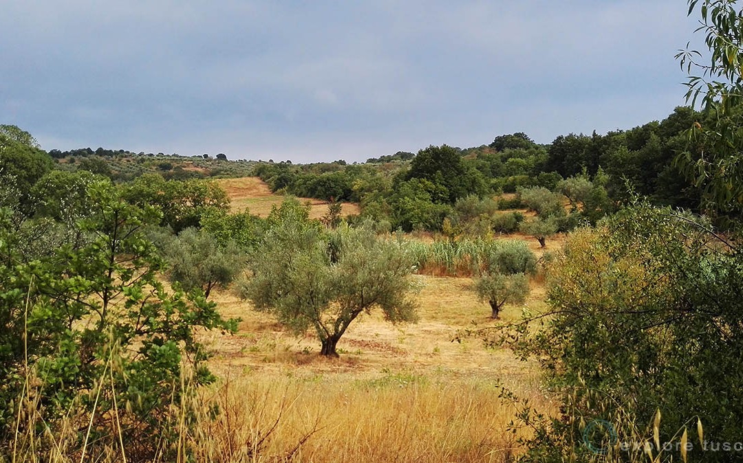 Estate nella Tuscia 1