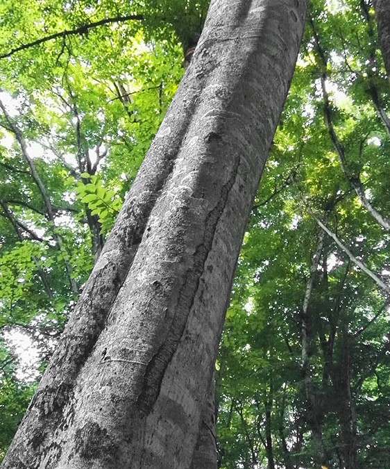 Faggeta – verticali