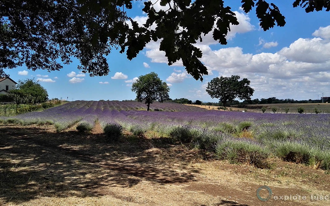 Lavanda per la Tuscia
