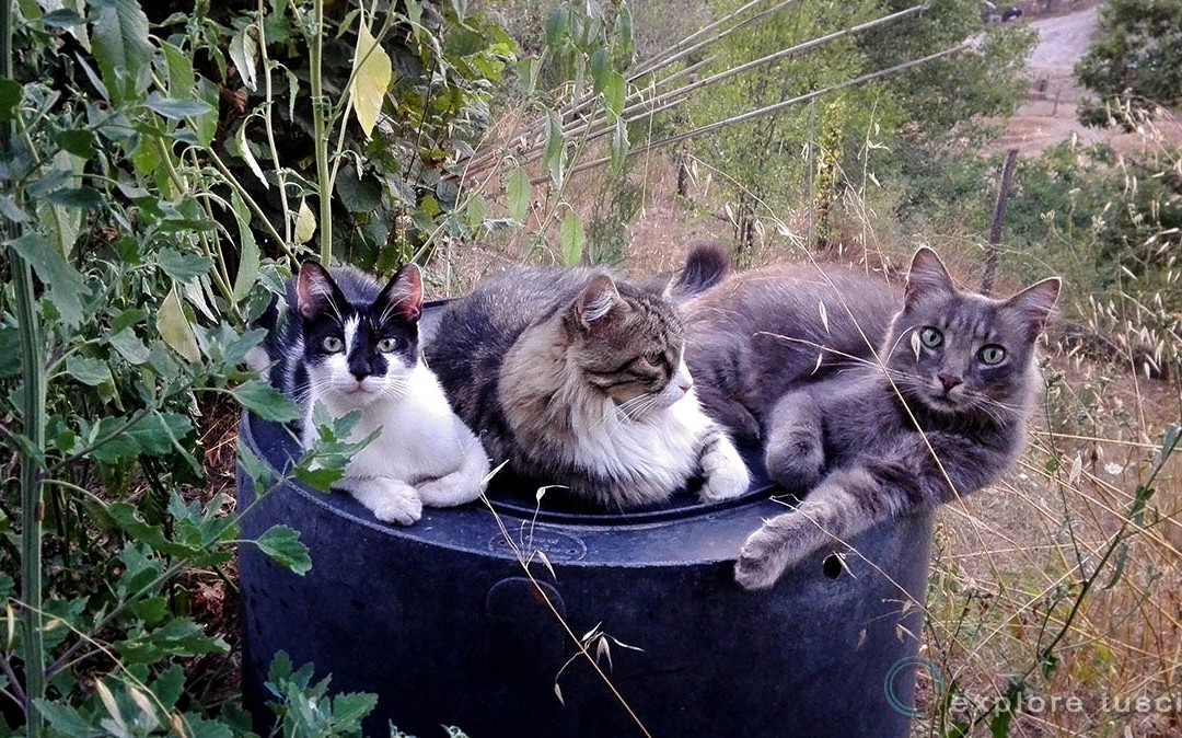 3 Gatti