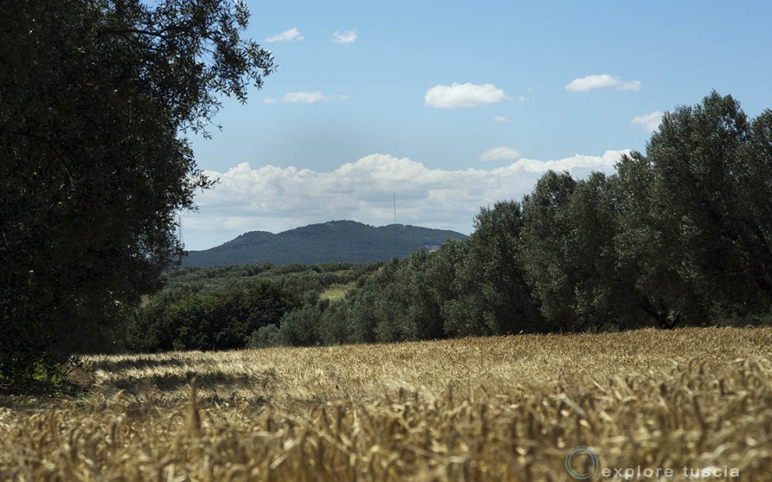 Monte Canino e Ulivi