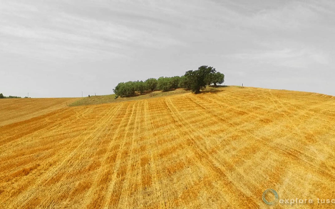 Il Colore del Grano