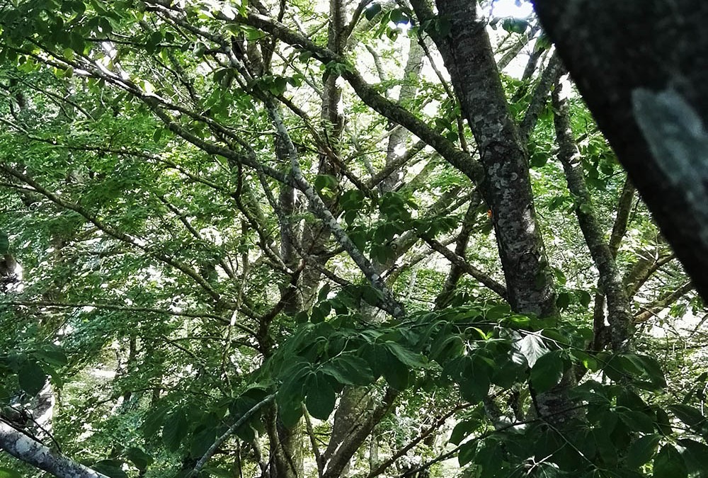 Explore Tuscia Bird: Faggeta tropical sensation