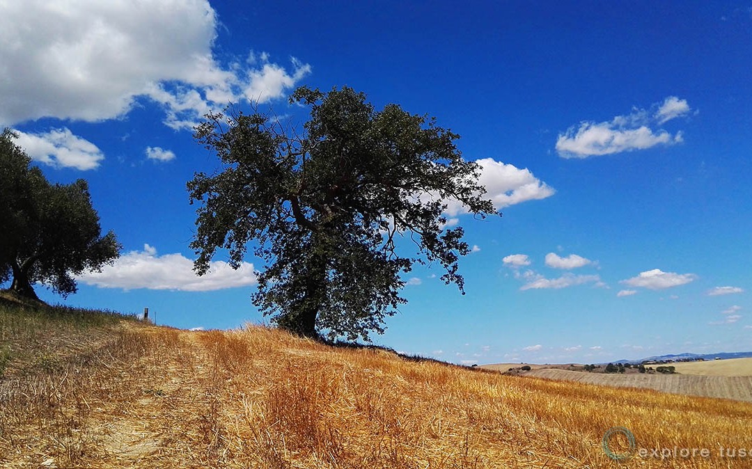 Terre di Grano – Quercia Solitaria