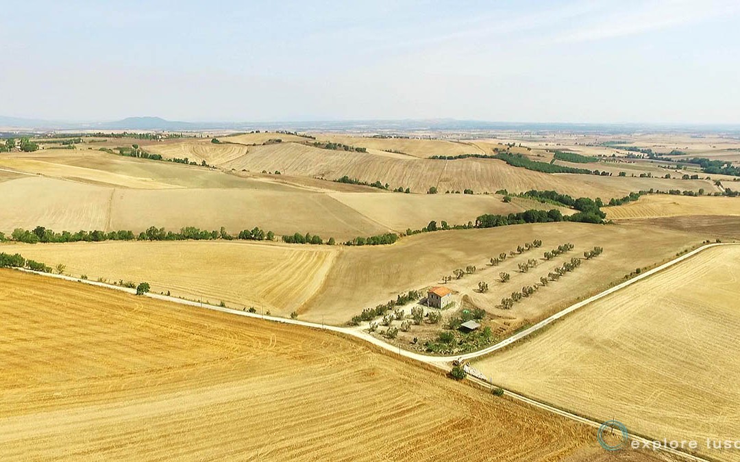 Il Grano Resista