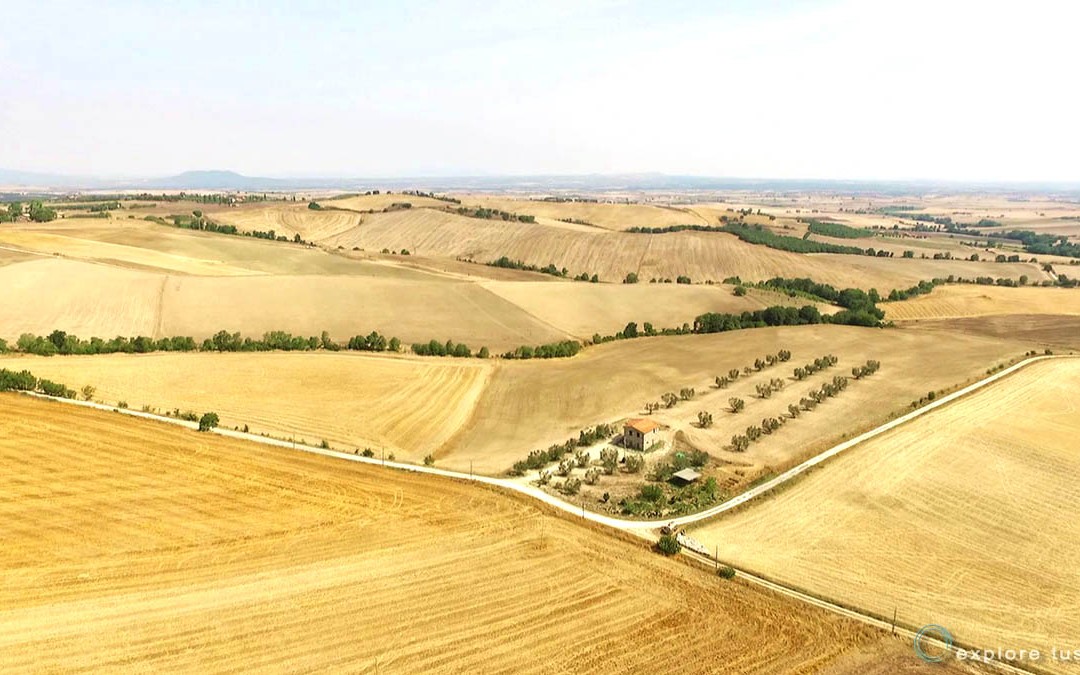 Tuscia – Il Grano Resista
