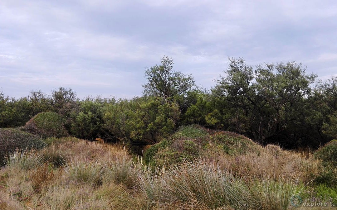 La Maremma bonificata – frammenti.