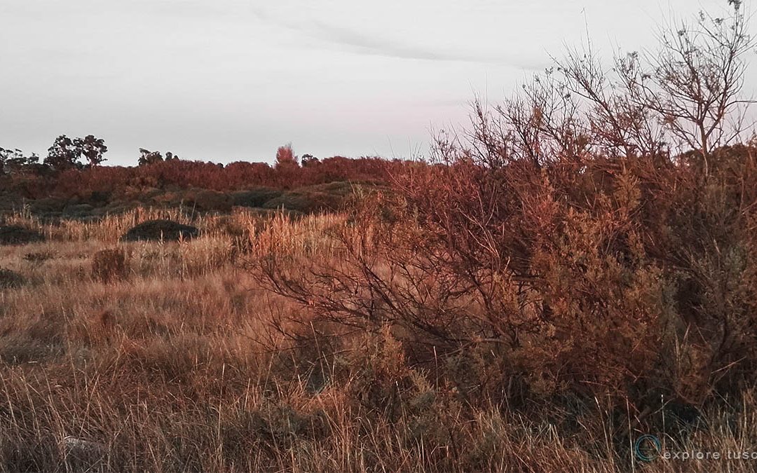 Maremma dimezzata – frammenti 3