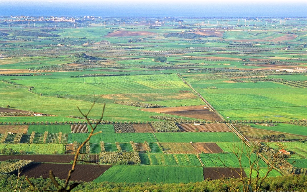 La Maremma – Uliveti nella Piana
