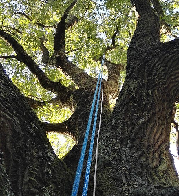 Querce giganti della Faggeta