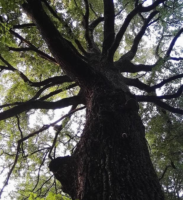 Querce secolari – faggeta style